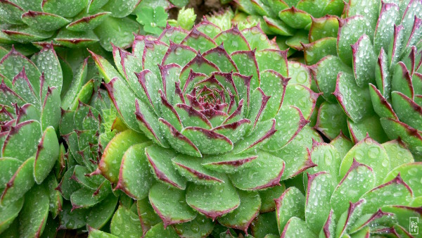 Raindrops on houseleek - Gouttes d’eau sur la joubarbe