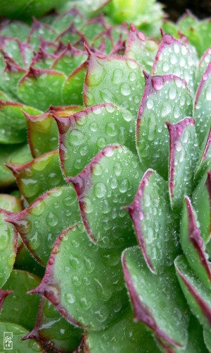 Raindrops on houseleek - Gouttes d’eau sur la joubarbe