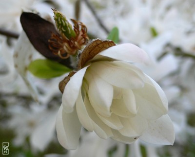 Star magnolia - Magnolia étoilé