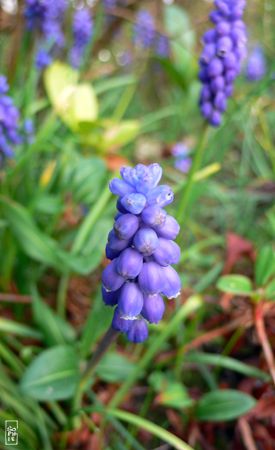 Muscari