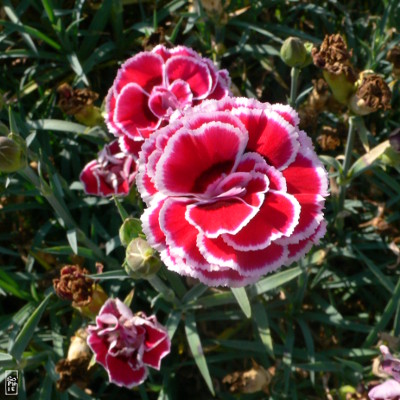 Red carnation - Œillet rouge