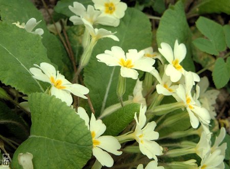 Primroses - Primevères