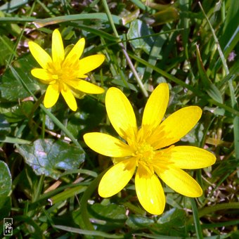 Spring hedge flowers (lesser celandine) - Fleurs de printemps sur la haie (Ficaire fausse renoncule)