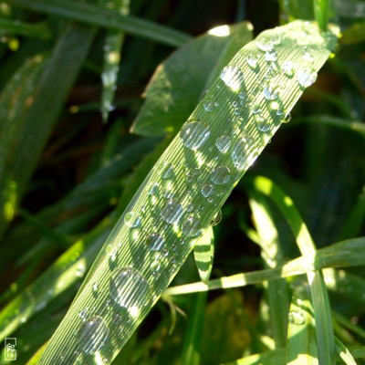 Dew drops - Gouttes de rosée