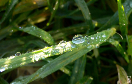 Dew drops - Gouttes de rosée