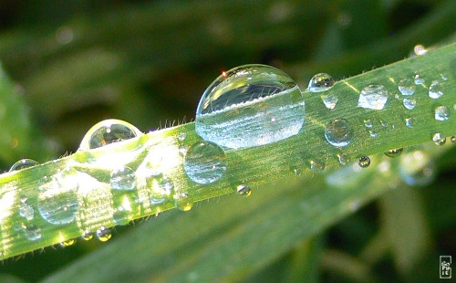 Dew drops catching sunlight - Gouttes de rosée attrapant la lumière du soleil