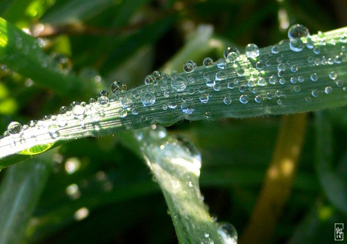 Dew drops - Gouttes de rosée