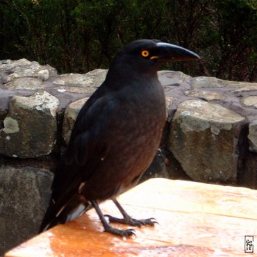 Black currawong - Réveilleur noir