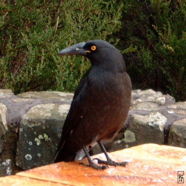 Black currawong - Réveilleur noir