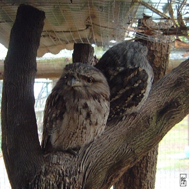 Tawny Frogmouth