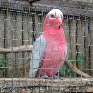 Galah