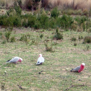 Galah