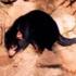 Tasmanian devil