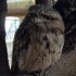 Tawny frogmouth