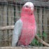 Galah