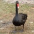 Black swan