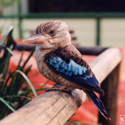 Kookaburra