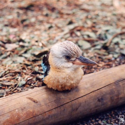 Kookaburra