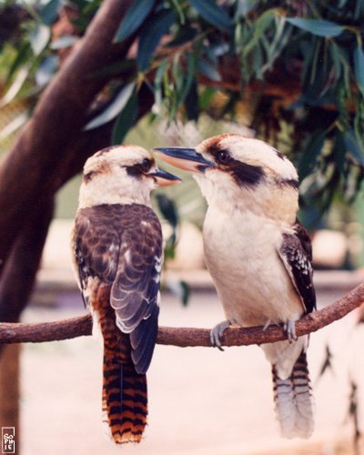 Kookaburra