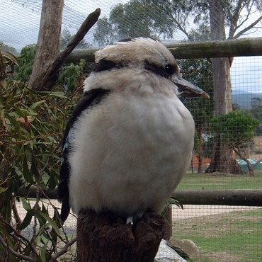 Kookaburra