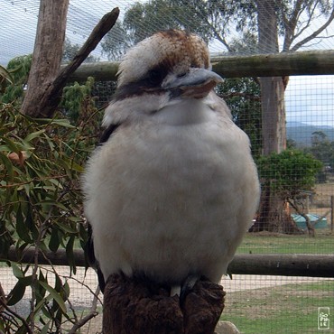 Kookaburra