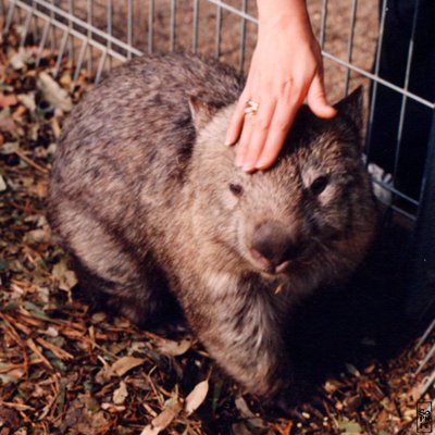 Wombat