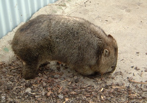 Wombat