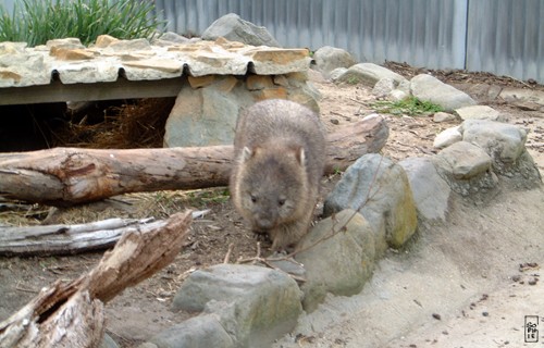 Wombat