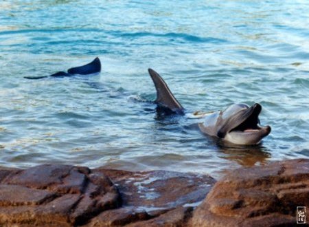 Gold Coast dolphin - Dauphins de la Gold Coast