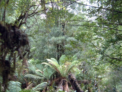 Wielangta forest - Forêt de Wielangta