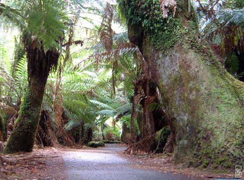 Tall trees - Grands arbres