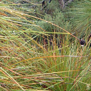 Spinifex