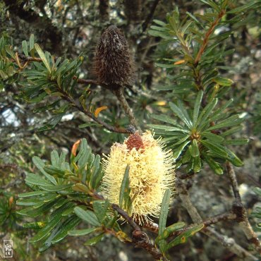 Banksia