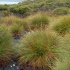 Spinifex