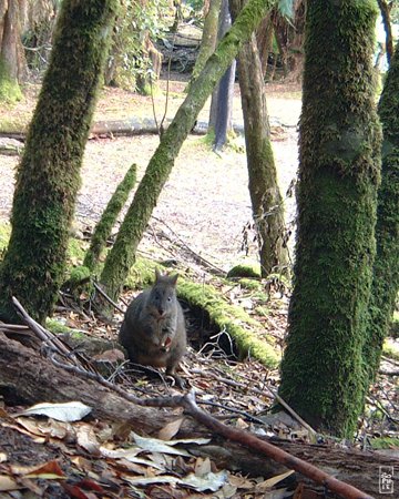 Wallaby