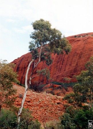 Gum tree - Eucalyptus