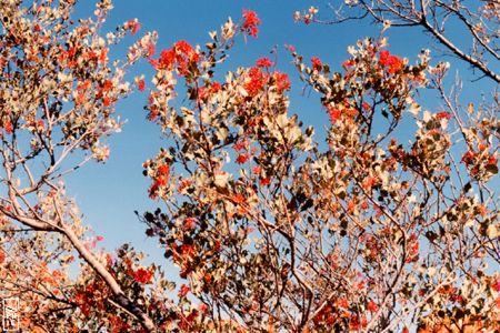 Red flowers - Fleurs rouges