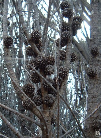 Sheoak